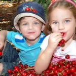 נערכים לפסטיבל הדובדבנים 2019 בגוש עציון