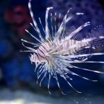 אל מאחורי הקלעים של אקווריום ישראל ירושלים