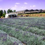 סגול הוא הצבע שלי: בעקבות פריחת הלוונדר בגולן