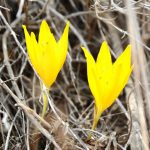 פארק אגם ירוחם – חלמונית פורחת וציפורים מעל