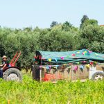 חגיגת מסיק משפחתית בחוות דרך התבלינים