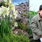 טיול חורף אל פריחת הנרקיסים בתל אנפה, בגליל העליון