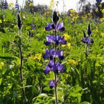 ביום הבחירות בוחרים סגול