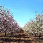 סיורי פריחות וטעימות לכל המשפחה במטה יהודה
