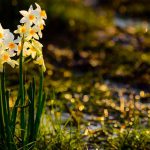 הנרקיס מלך הביצה מזמין אתכם לבקר אותו בגולן