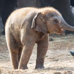 איזו התרגשות, פילון חדש נולד בספארי