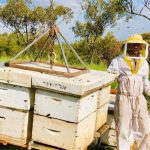 דבש, דבורים, דבוראים ומועצת הדבש