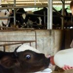 הרפתקאות מדרך החלב ועד מכוורת הדבש