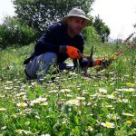 הסחלב הקדוש ניצל ויפרח מחדש