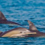 שמורת ים אבטח: מרכיכות וצדפות ועד דגיגים ודולפינים