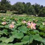 פסטיבל לוטוס בגן הבוטני בירושלים