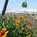 פריחתה של ה”פרגה הקירחת” בפסגת החרמון