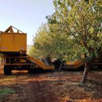 בארץ אהבתי השקד פורח