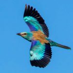 אוהבי ציפורים: הכינו את מצלמות המחשב ל”צפרתון קק”ל לייב”