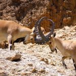 מוזמנים להכיר את היעל הנובי כשתטיילו בדרום הארץ