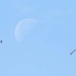 עגורים, שקנאים ועננים: מראות קסומים בשמי הארץ