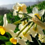 אל פריחת הנרקיסים בשמורת ‘אירוס הביצות נוב’