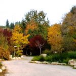 תחרות העץ הלאומי: קק”ל מקיימת את הבחירות הכי מלבלבות