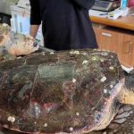 מצילים את צבי הים