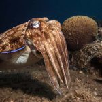 נא להכיר את גברת דְּיוֹנוּן רוֹקְחִים