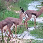 שלג על עירי, כל הלילה נח