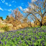 חוגגים פורים ארוך ומגוון בירושלים