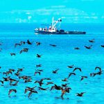 מכפר נחום לטבחה: מסלול טיול מומלץ לכל המשפחה ב’שביל סובב כינרת’