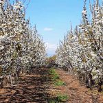 פסטיבל פריחת הדובדבן בעין זיוון