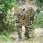 בבחירות האמת אתמול בספארי זכה כורש הנמר