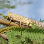 הרבה ארבה: אחת מ’מכות מצרים’ הגיעה לדרום הארץ