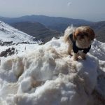 חוויה בלבן: אתר החרמון מושלג ומציע כייף משפחתי