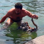 דרמה בכינרת: אנפה ארגמנית חולצה והופנתה לטיפול בחיבולנס של רט”ג