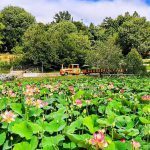הלוטוס הקדוש שוב פורח בגן הבוטני הירושלמי