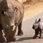 התרגשות ושמחה גדולה בספארי: ריאהנה הקרנפית חובקת בן שלישי