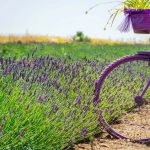 פריחת הלבנדר בגולן צובעת את השדות בסגול