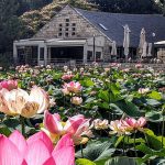 פסטיבלוטוס: פעילויות ואירועים לילדים בגן הבוטני בירושלים