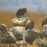 כשנשר פגש עזנייה שחורה בגמלא לארוחת בוקר