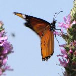 פסטיבל הפרפרים: חשבתם שרק ציפורים נודדות? גם פרפרים נודדים!