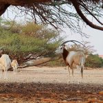 אולימפייאדת הטבע של הראם הלבן