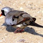 התורית הזנבנית: אחת הציפורים היפות והמיוחדות בישראל