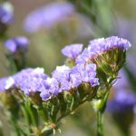 מחפשים מתנה לכל המשפחה, לחגי תשרי? אז יש, פורחת ואקולוגית