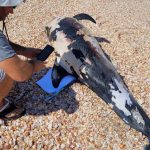 דולפינן מצוי נמצא הבוקר מת דרומית לצוק יבנה ים מחוץ לשטח המוכרז