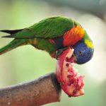 פותחים שנה חדשה בגן גורו: בעלי חיים אוסטרליים ופעילות משפחתית