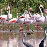 מופע מרהיב של פלמינגואים ואנפות בשמורת הטבע החולה