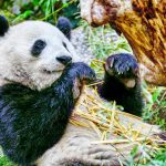 מסע בסצ’ואן המולדת של הפנדה