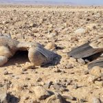 הנשר מלך העופות: מצוי בסכנת הכחדה ואתמול קרה לאוכלוסייה זו אסון