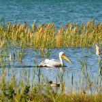 מסלול טיול מומלץ בשביל סובב כינרת. השביל מסומן, הכניסה ללא תשלום!