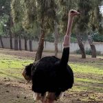 ניסים ונפלאות ליען ניסים