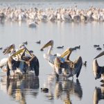 פעילויות חווייתיות למשפחה במסגרת “חורף של ציפורים”