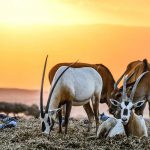 חוות חיות באוויר הפתוח בערבה התיכונה שכדאי לבקר בהן עם הילדים